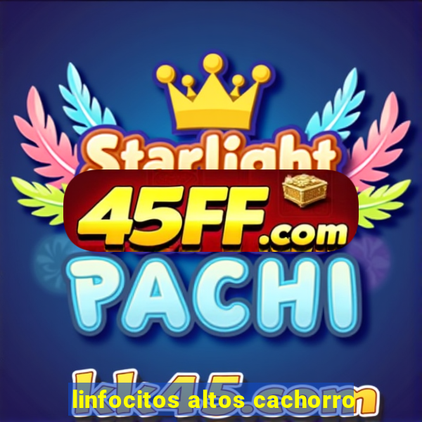 linfocitos altos cachorro